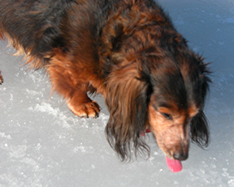 Sparky trying to clean the snow off the ice